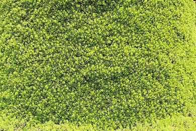 《勇者斗恶龙怪兽篇》系列25周年NS新作开发中